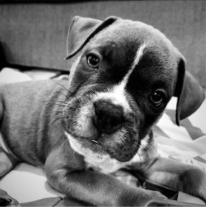 Meet your Posher, Lilly